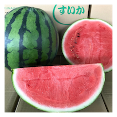 熊本県産　スイカ